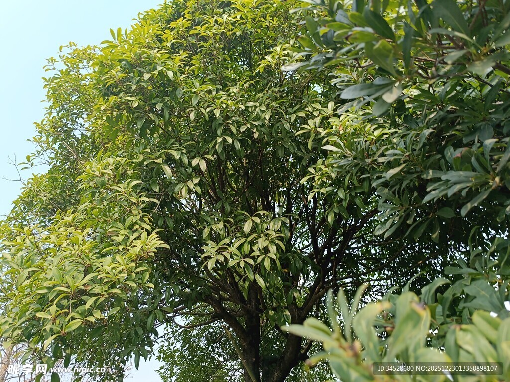 茂盛绿树展现自然生机