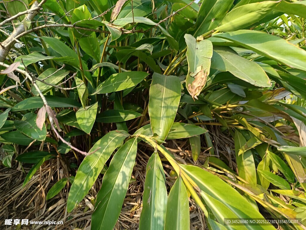 翠绿繁茂的热带植物景观