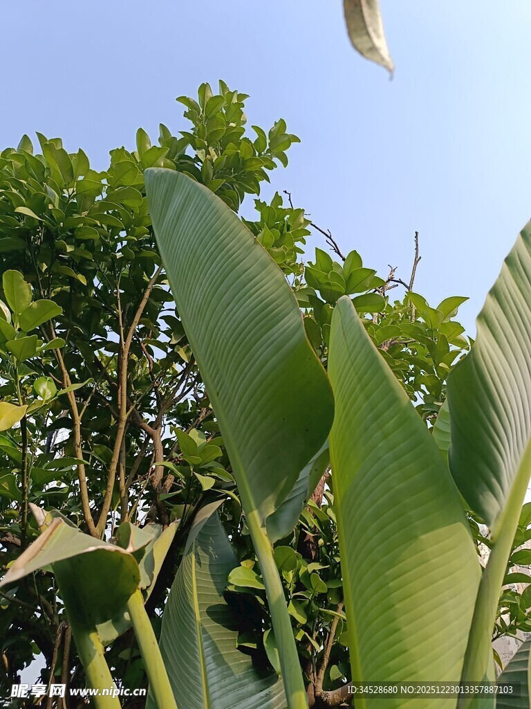 阳光下的葱郁绿植