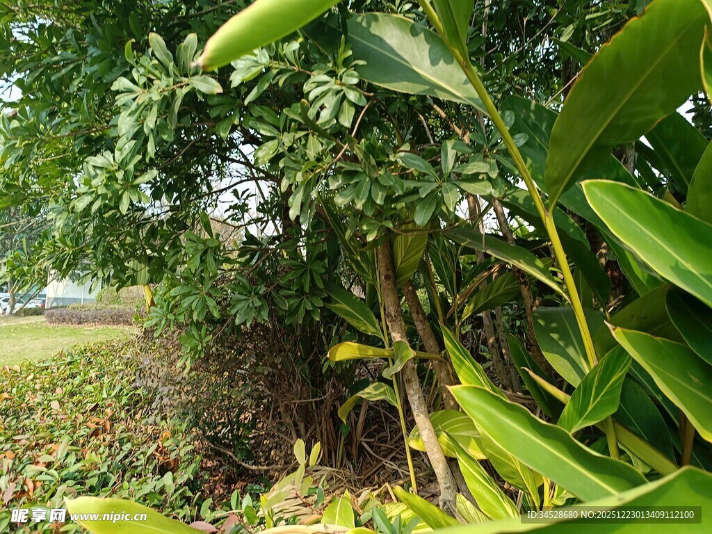 繁茂绿植景观