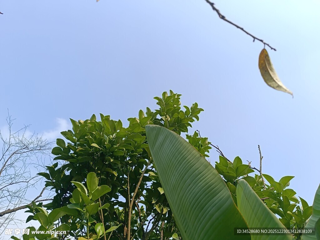 枝头枯叶伴绿树蓝天