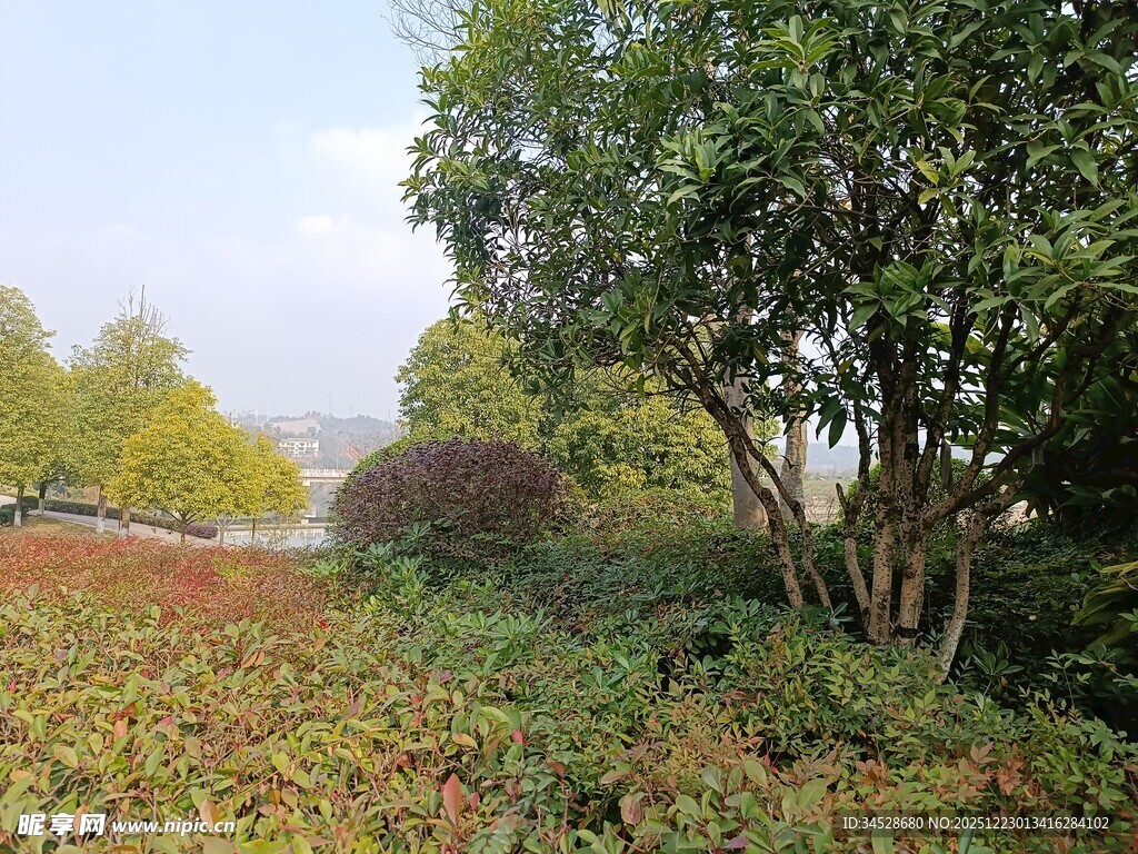 秋日郊野绿植景观