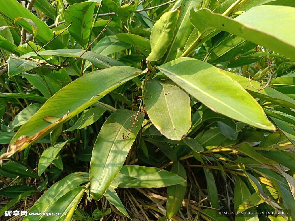 翠绿繁茂的植物叶片