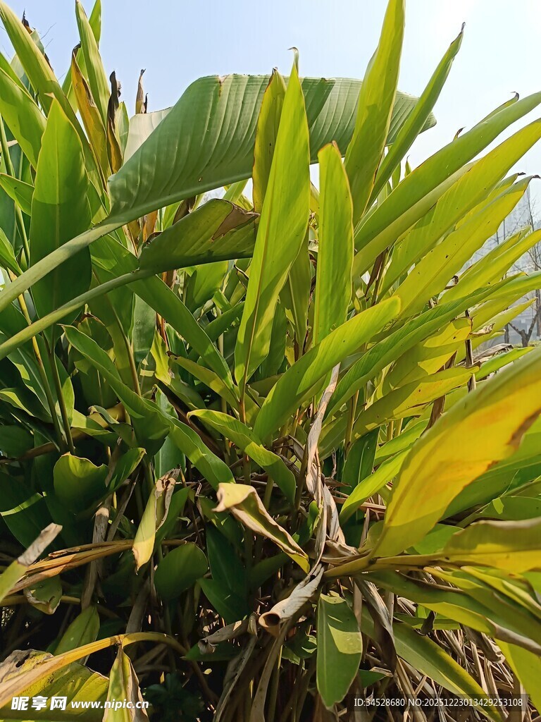 翠绿繁茂的热带植物