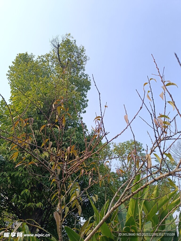 繁茂绿树与枯枝干