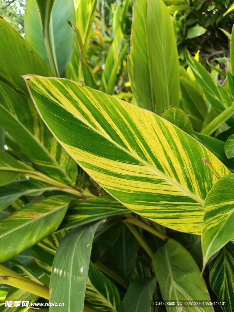 斑斓条纹叶片的绿植