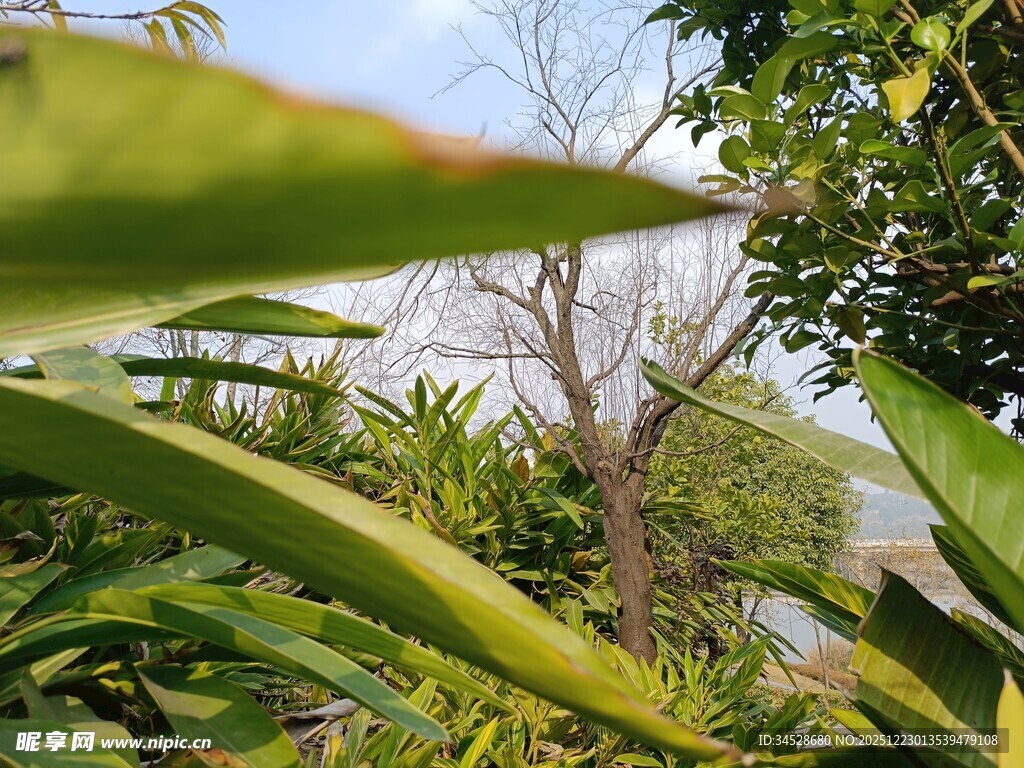 绿叶间的树木景致