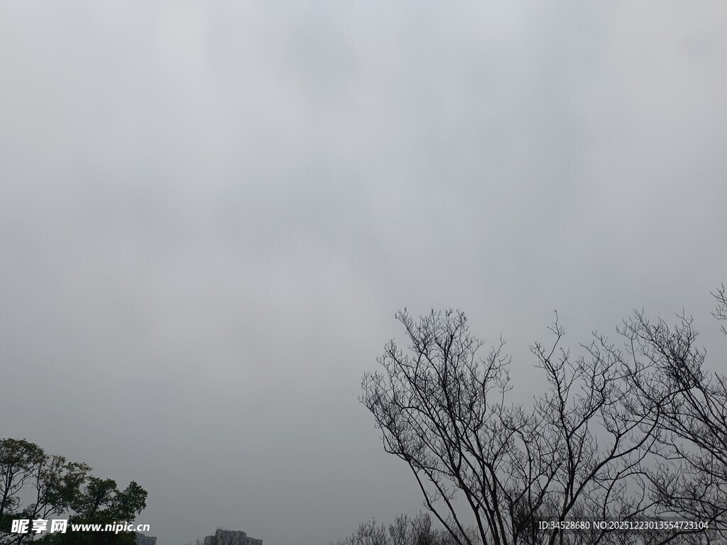 阴天里的光秃树木