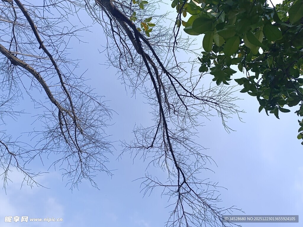 仰视光秃树枝与绿叶蓝天