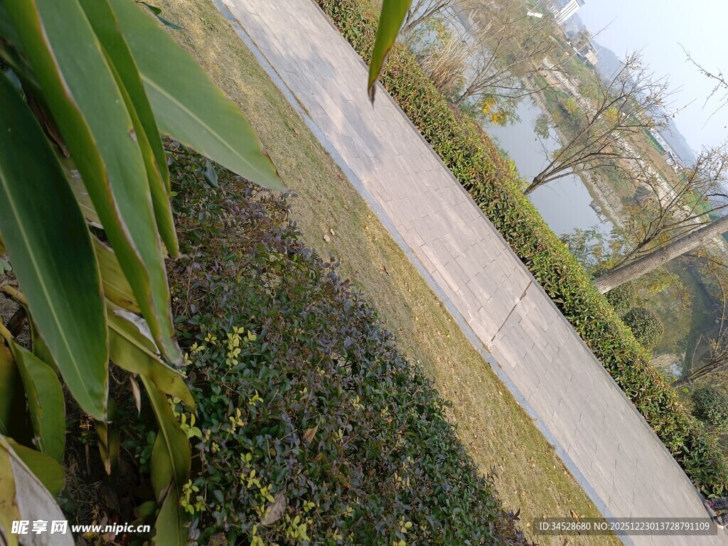 户外绿植旁的小径