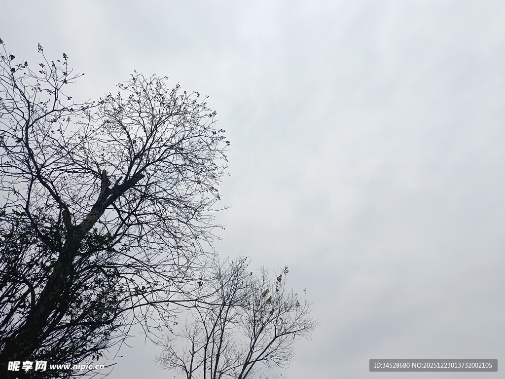 阴天里的光秃树木