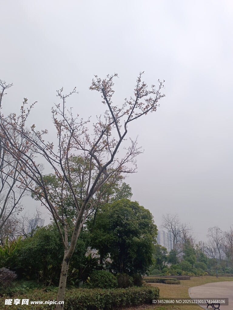 雾中萧瑟树木与绿植景观