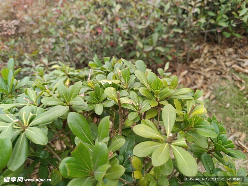 绿叶繁茂的低矮植物