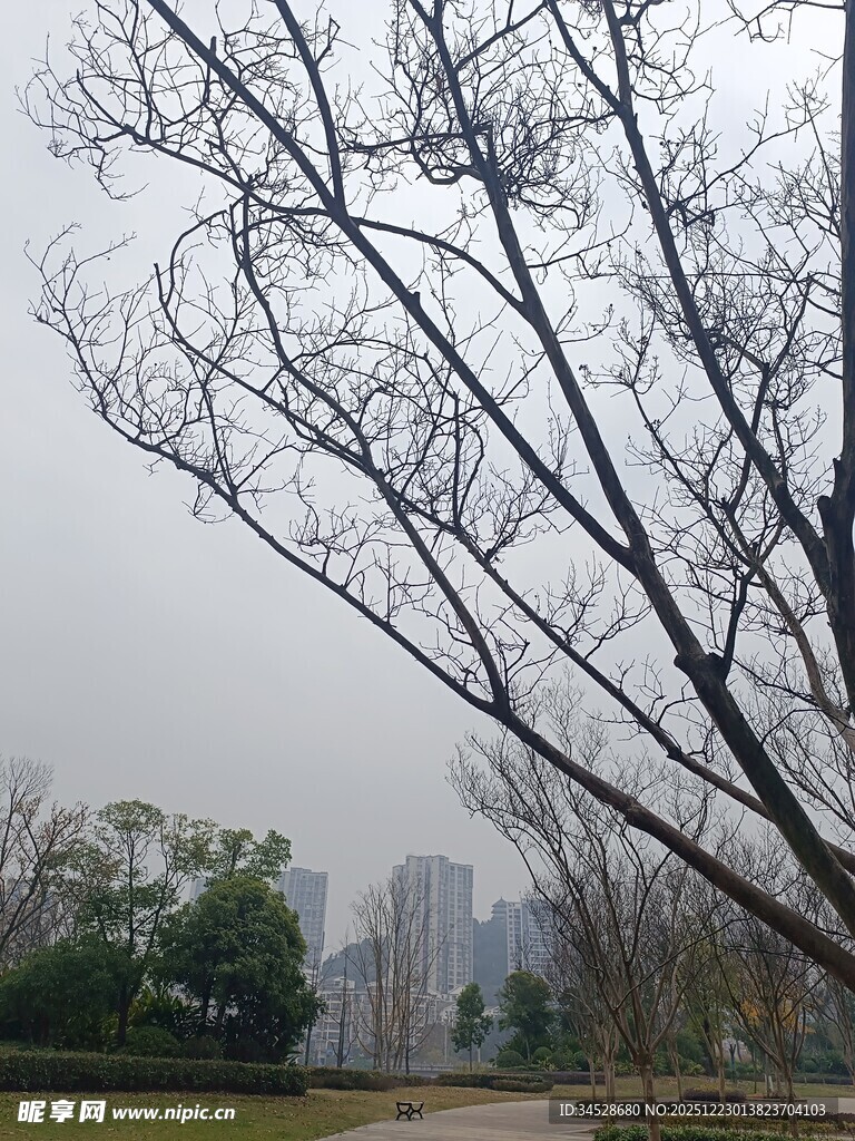 冬日枯树与远处城市景象