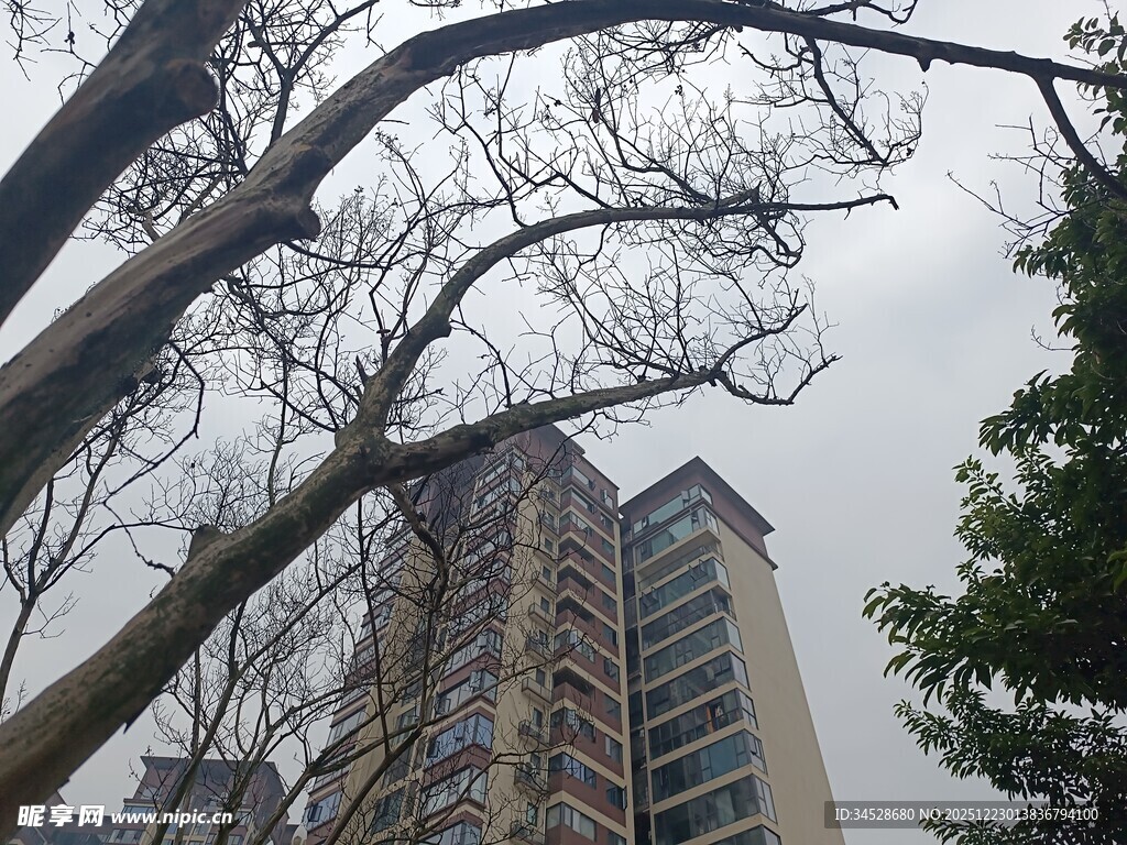 高楼旁的光秃树木景观