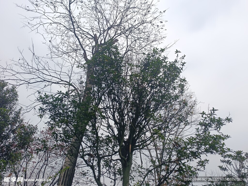 冬日枯树与绿树景象