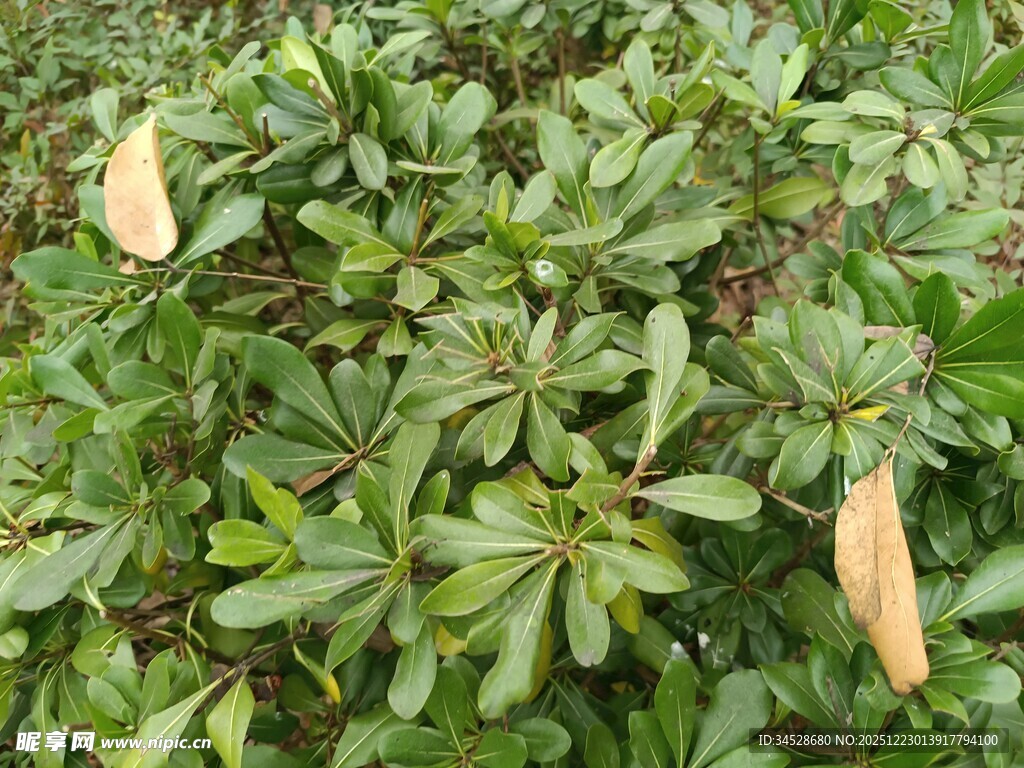 绿叶间的淡黄花瓣