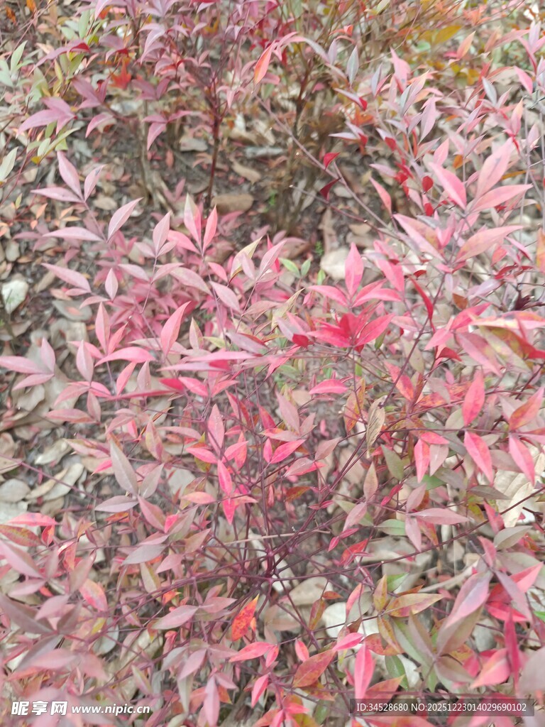 粉色叶片植物特写