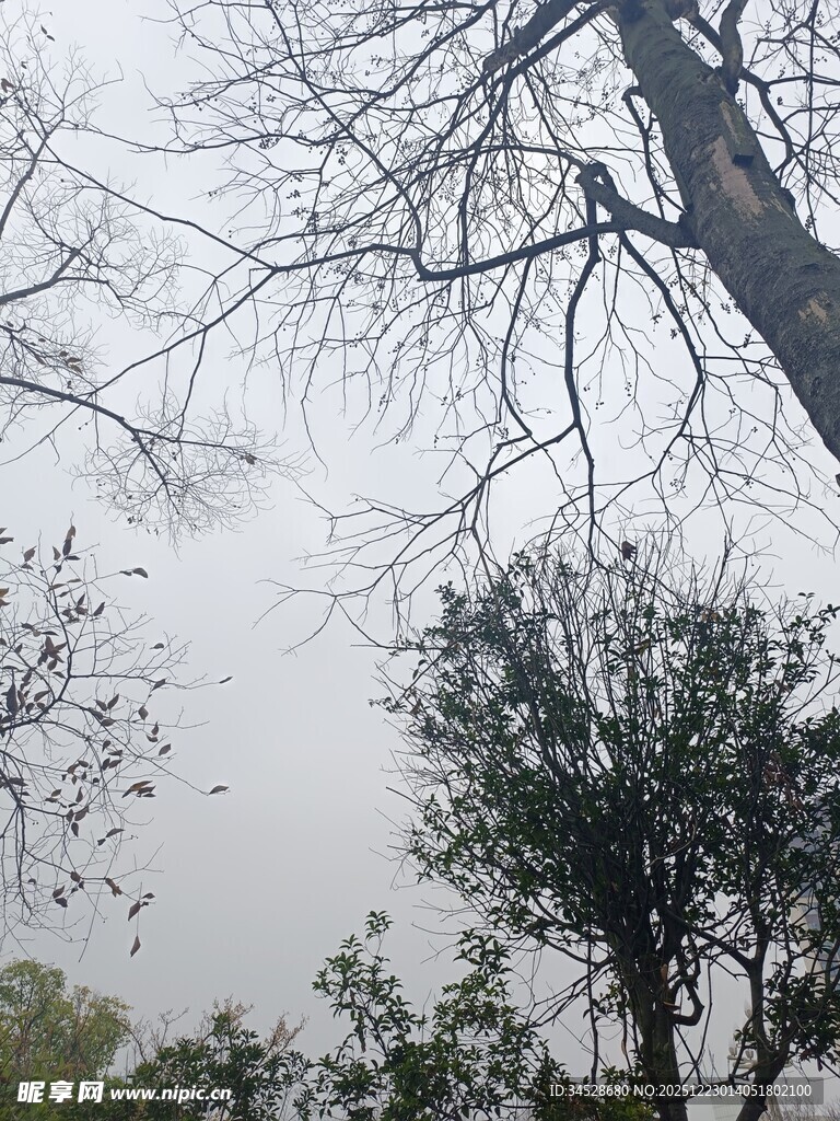 冬日枯树与绿树景象