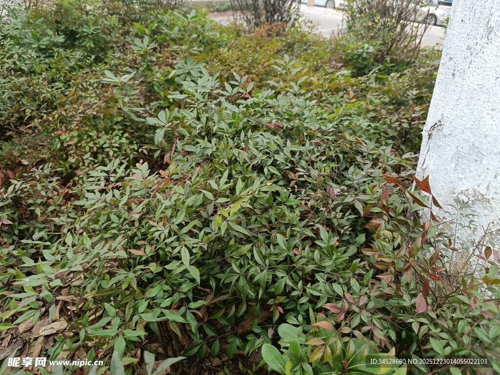 野外丛生的绿色植物