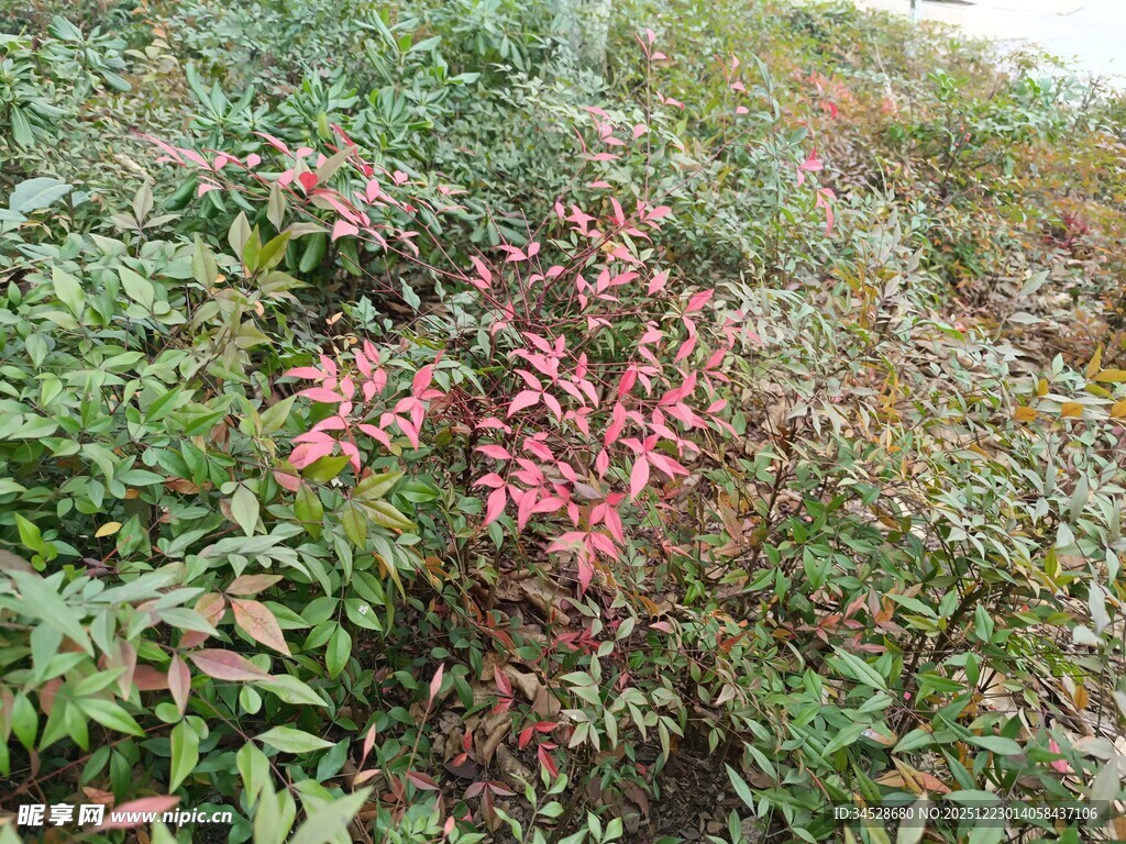 秋日多彩植物景观