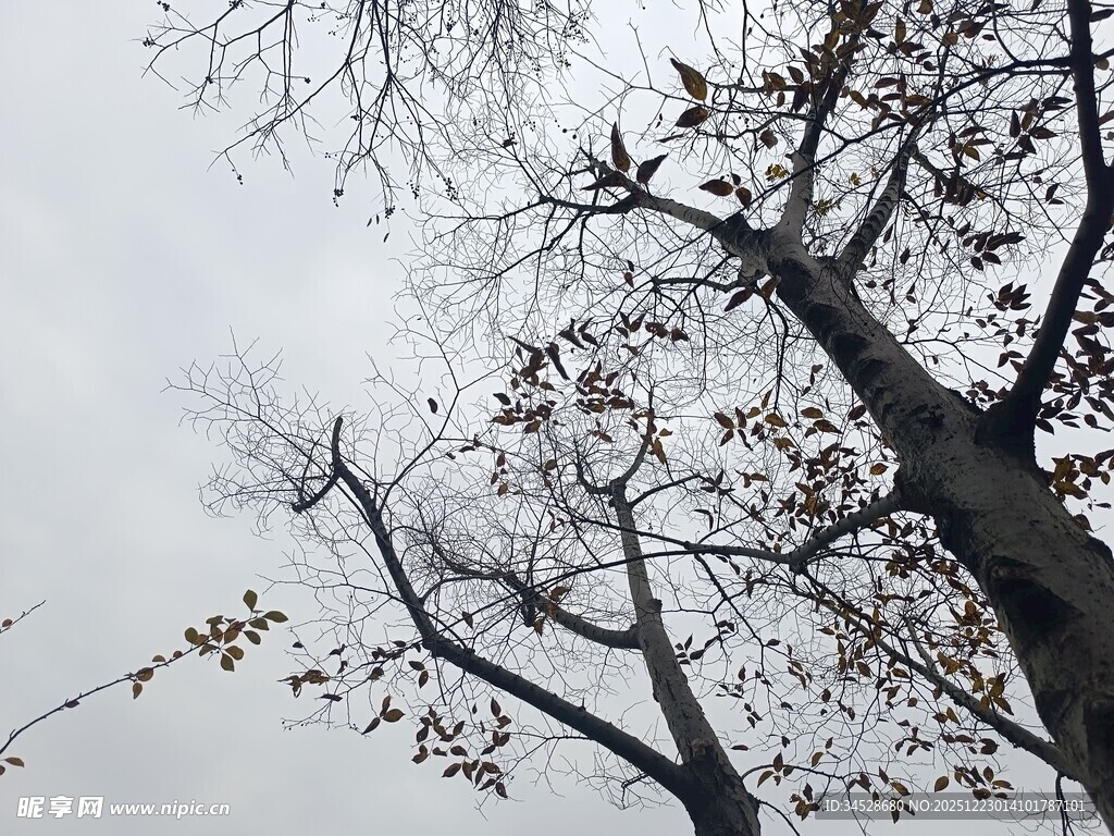 冬日光秃树枝景象
