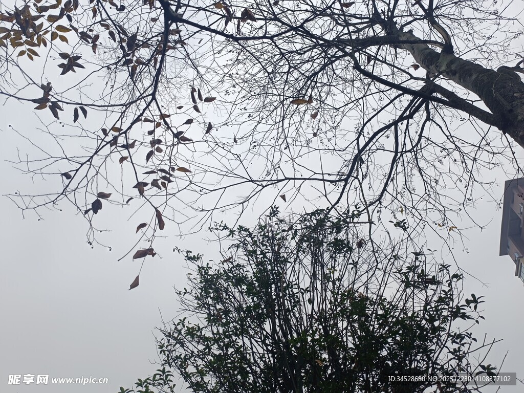 树枝间的朦胧天空