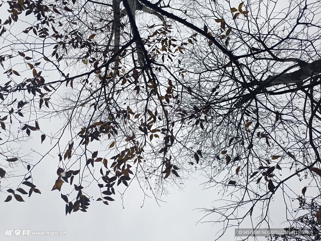 冬日树枝与稀疏枯叶景象