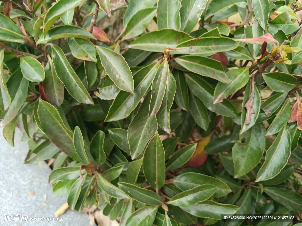 绿叶繁茂的植物景观