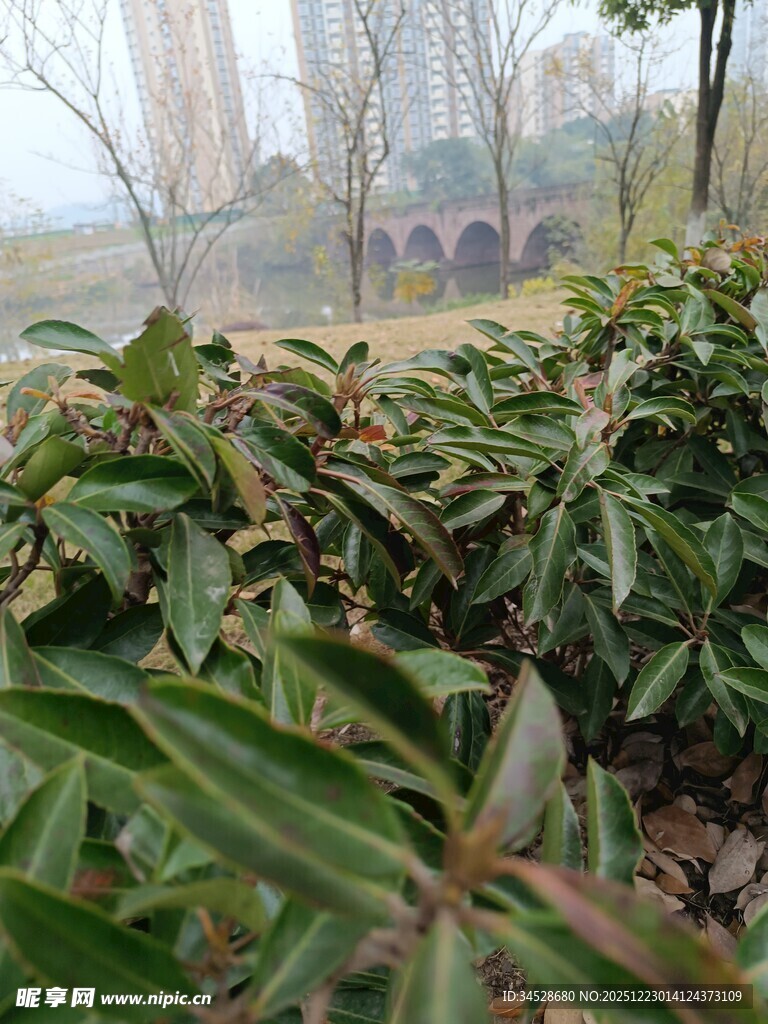 绿叶繁茂的户外植物景观