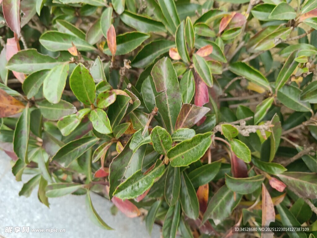 多彩叶片植物特写