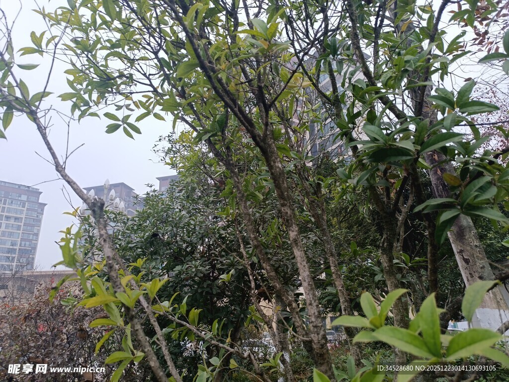 户外繁茂绿植景观