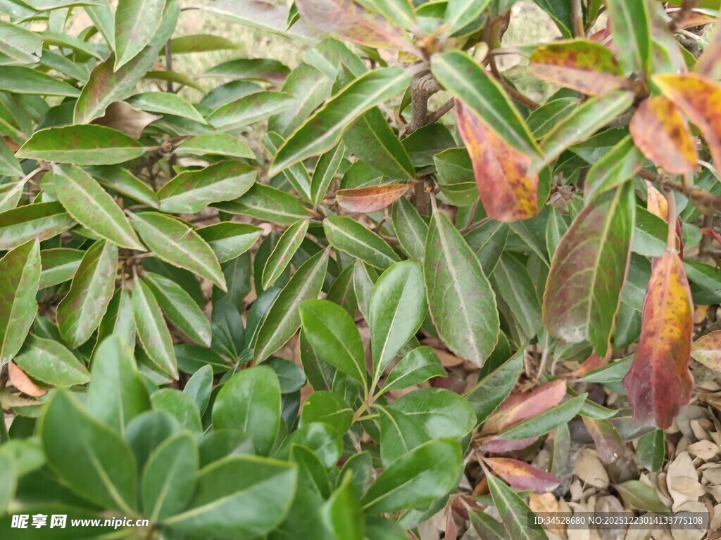 多彩叶片植物特写