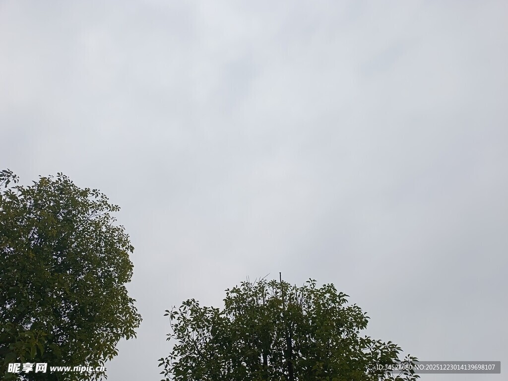 阴天中的两棵葱郁树木