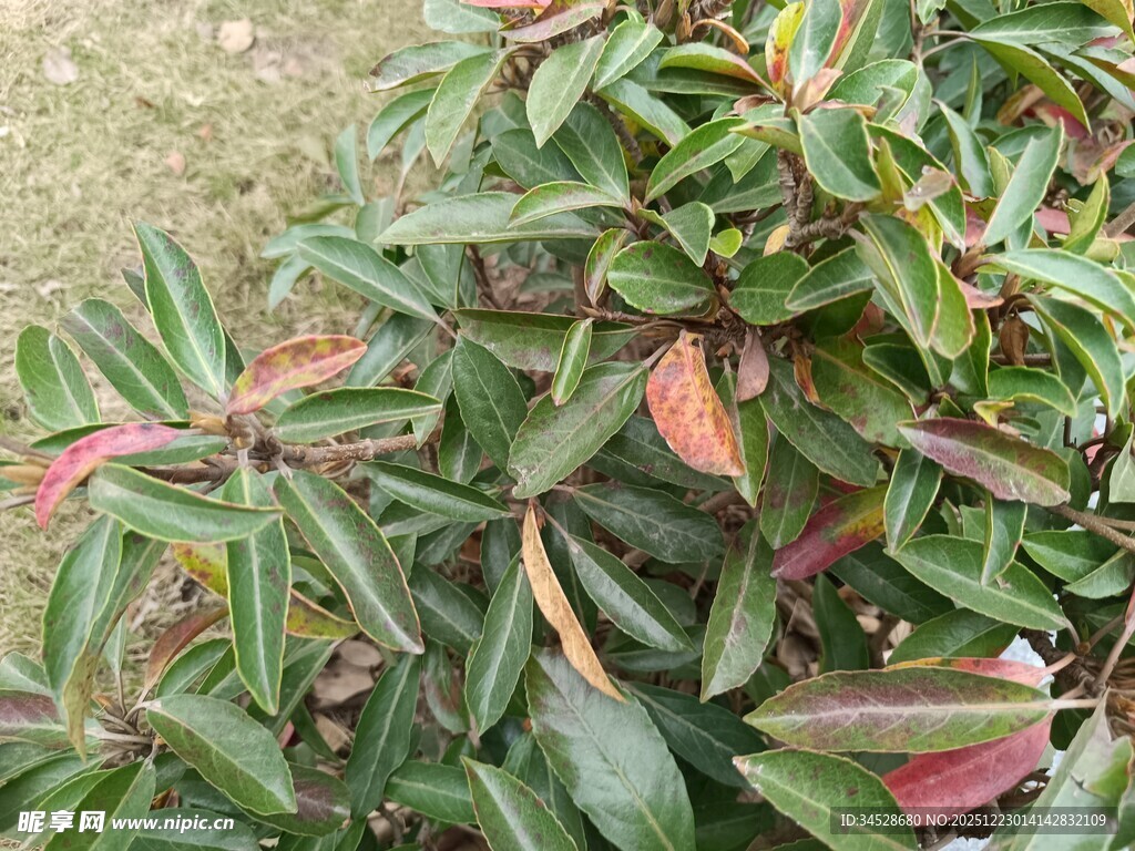 多彩叶片的绿植特写