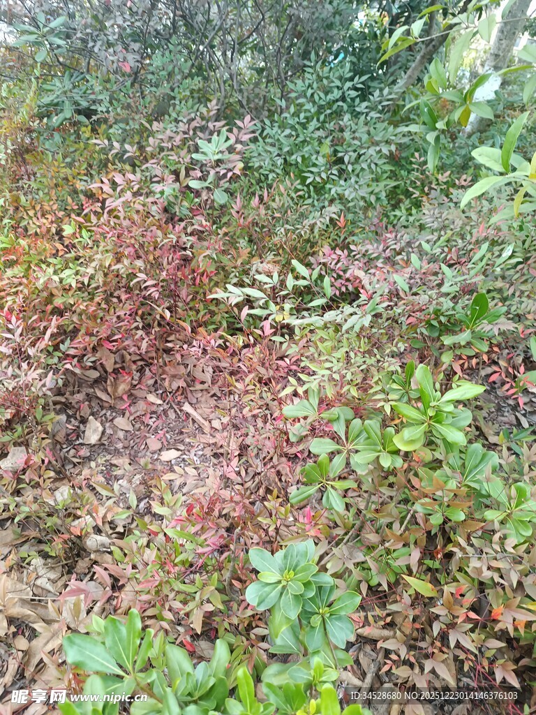 秋日野外多彩植物景观