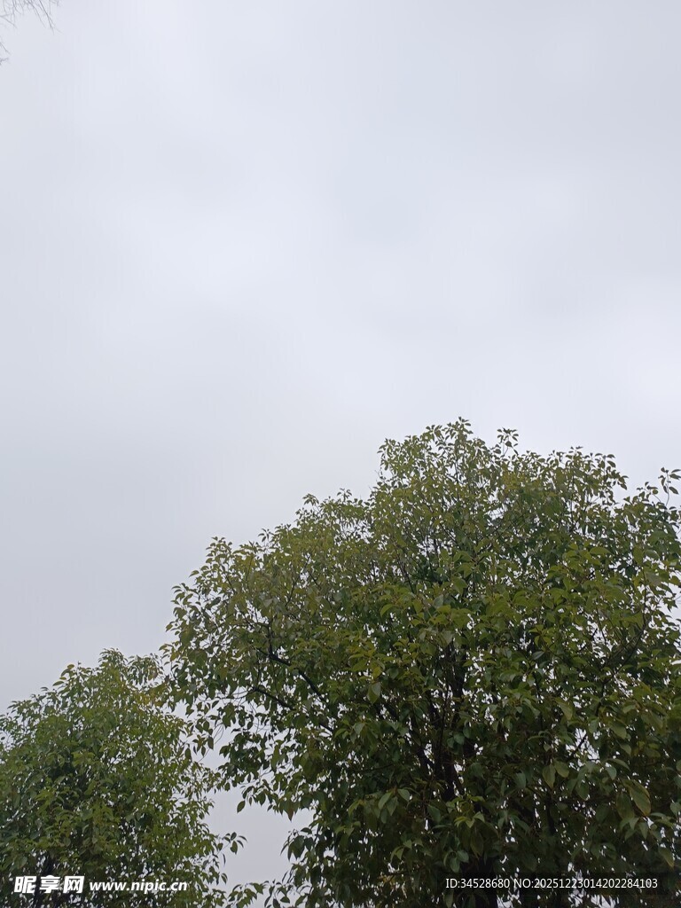 阴天中的葱郁树木