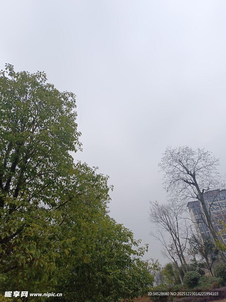 雾中树木与远处建筑景观