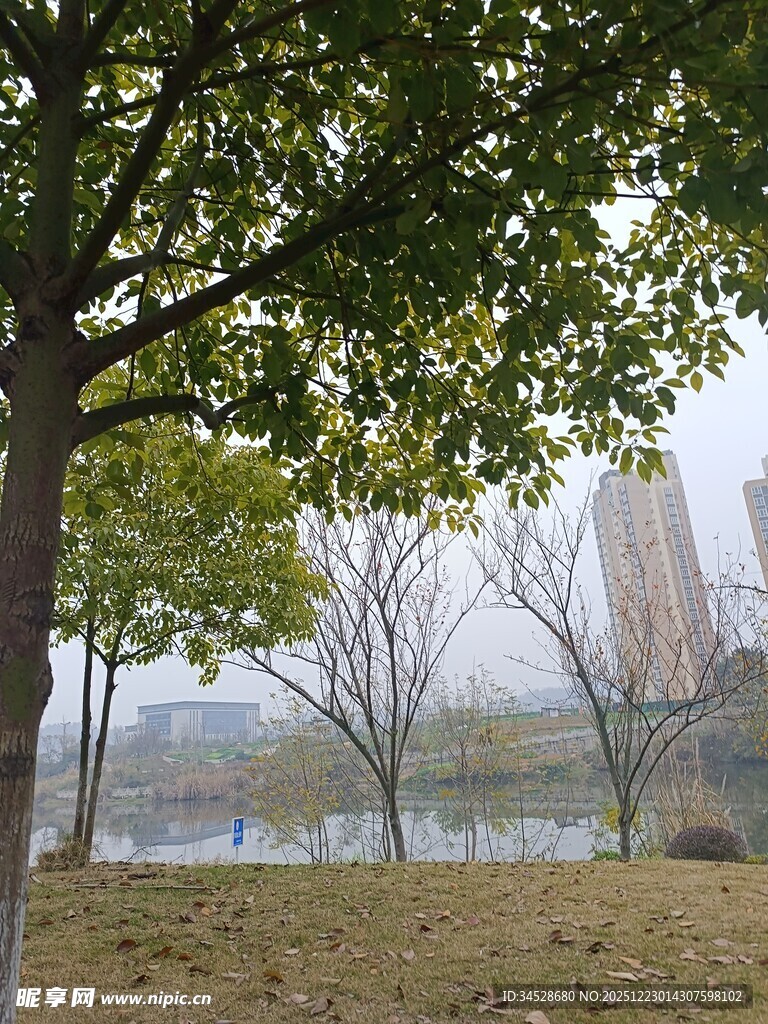 湖畔绿树与朦胧远景