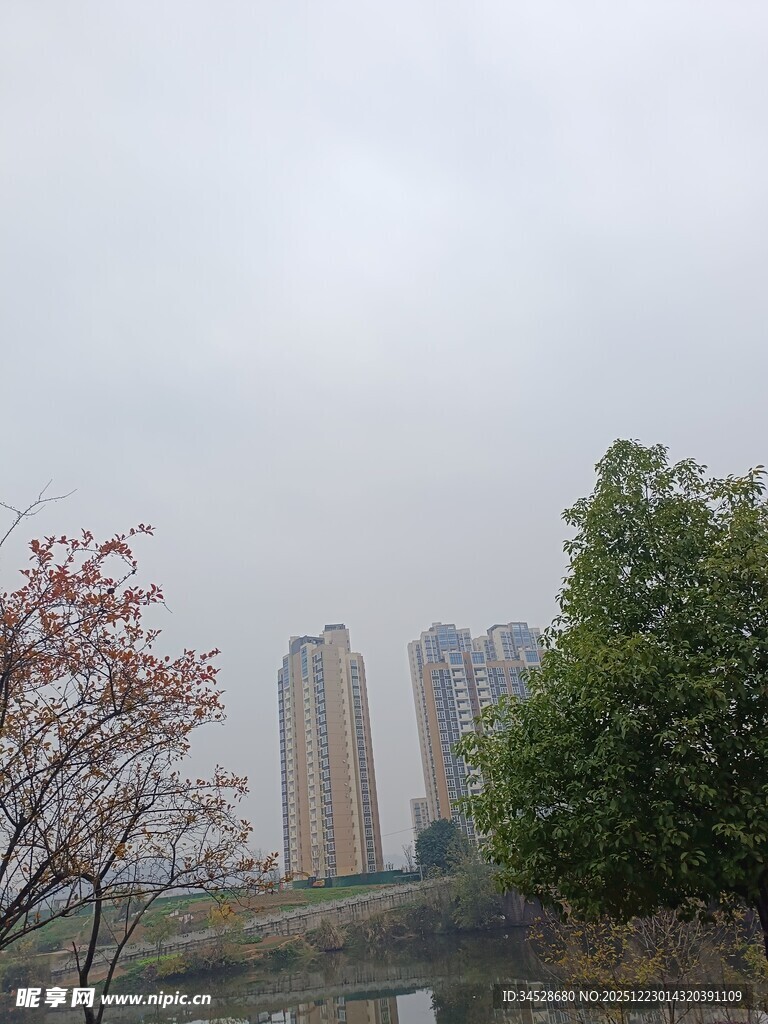 城市景观中的树木与高楼