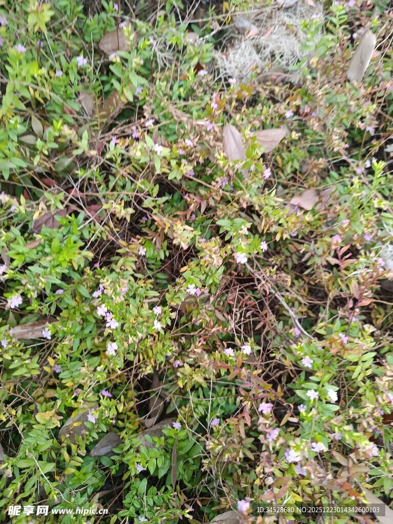 地面繁茂绿植景象