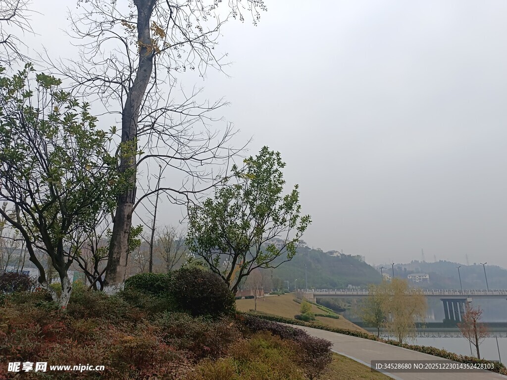 雾中湖畔树木景致