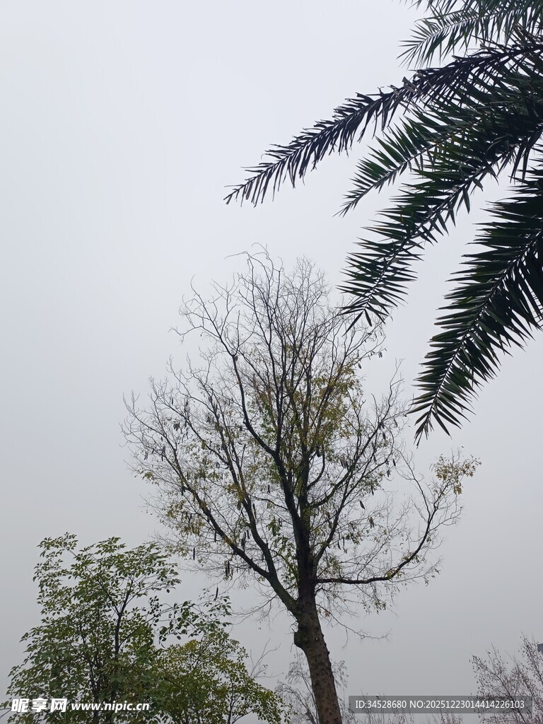 雨中枯树与枝叶