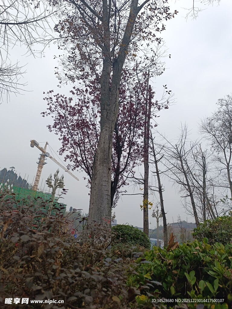 雾中树木与繁茂植被景观