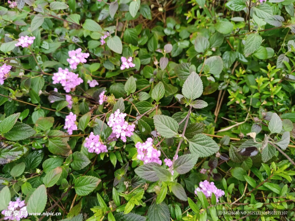 粉色小花点缀绿叶间