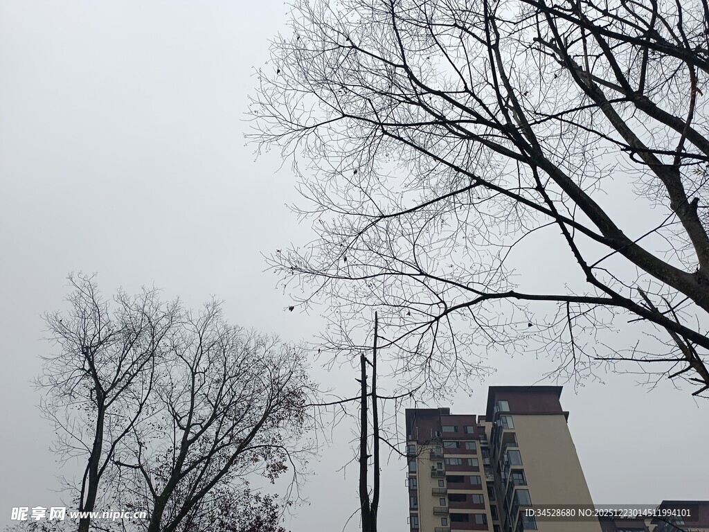 冬日枯树与高楼景象