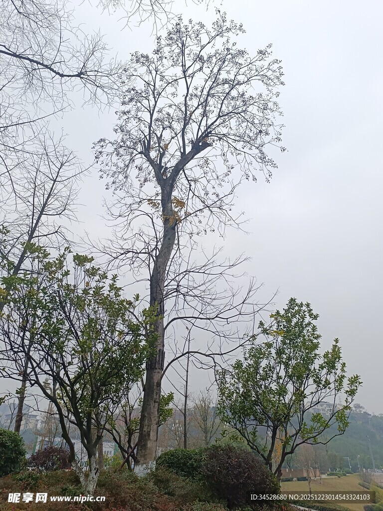 冬日枯树与周边绿植景观