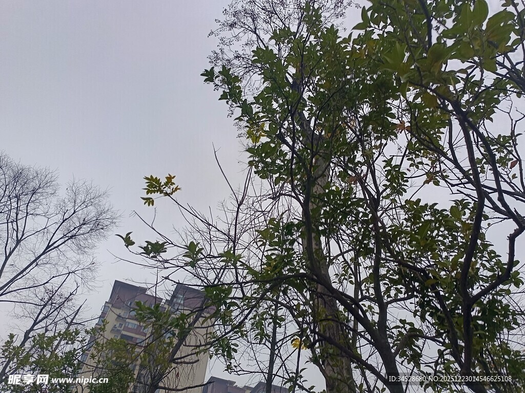 树梢上的城市景象