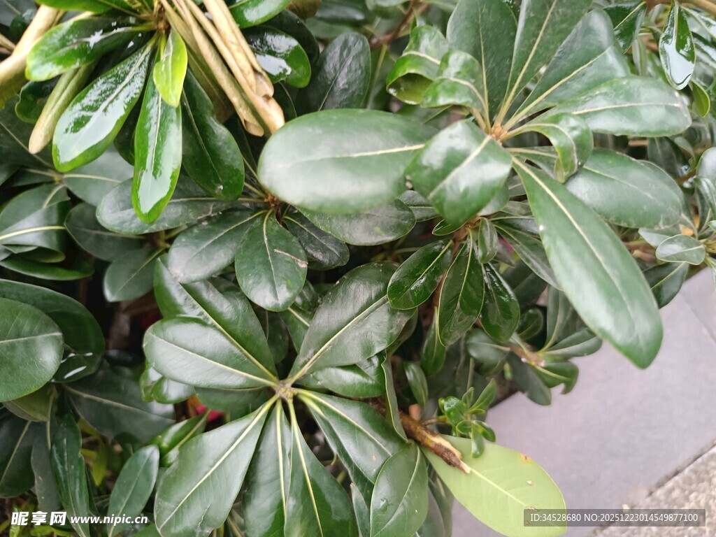 绿叶繁茂的植物特写