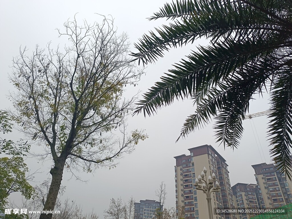 城市中的树木与高楼景观